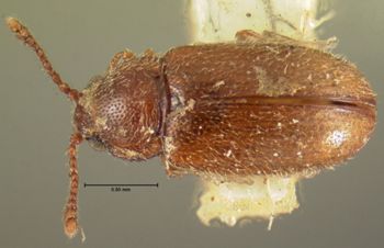 Media type: image;   Entomology 6838 Aspect: habitus dorsal view